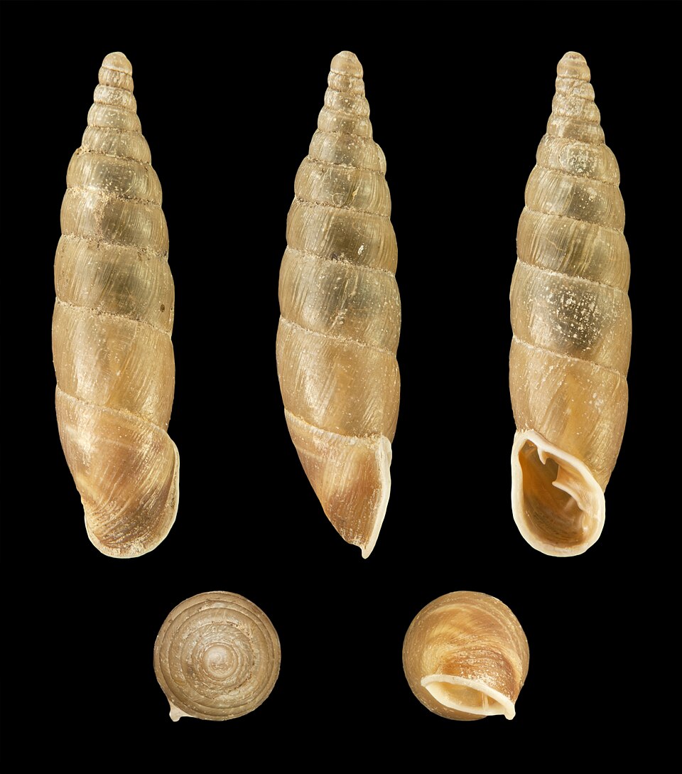 Photo of Plaited door-snail