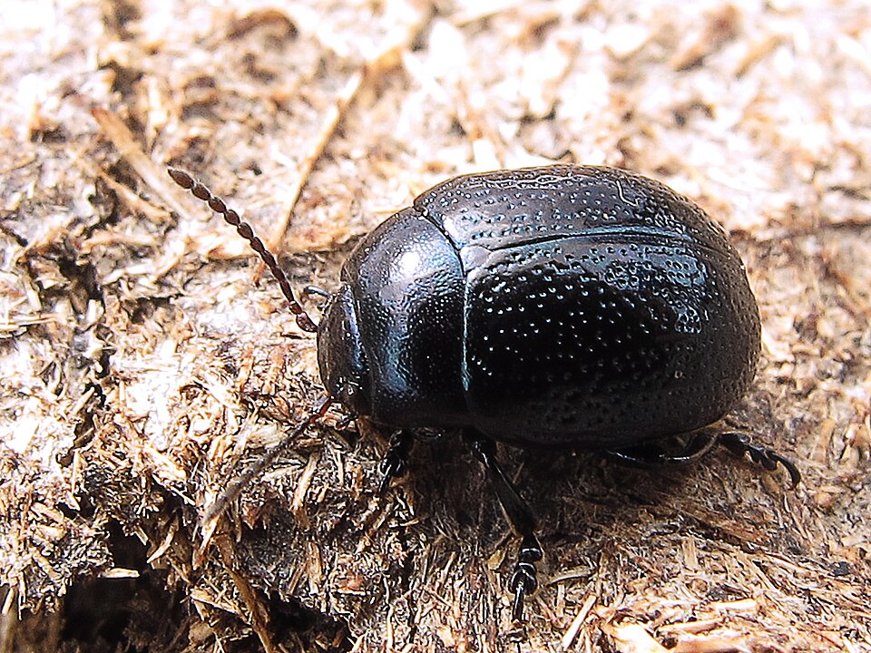 Photo of Plantain leaf beetle