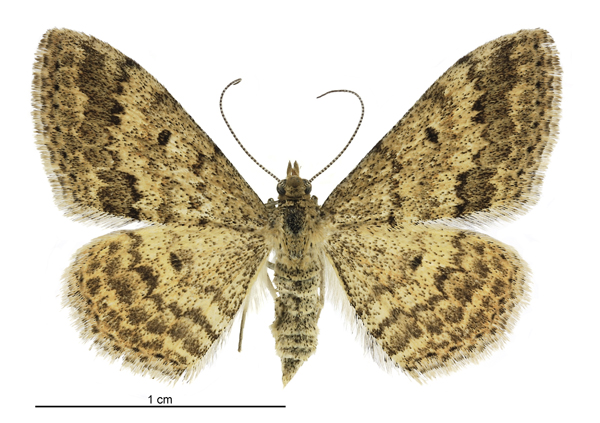 Photo of Plantain moth
