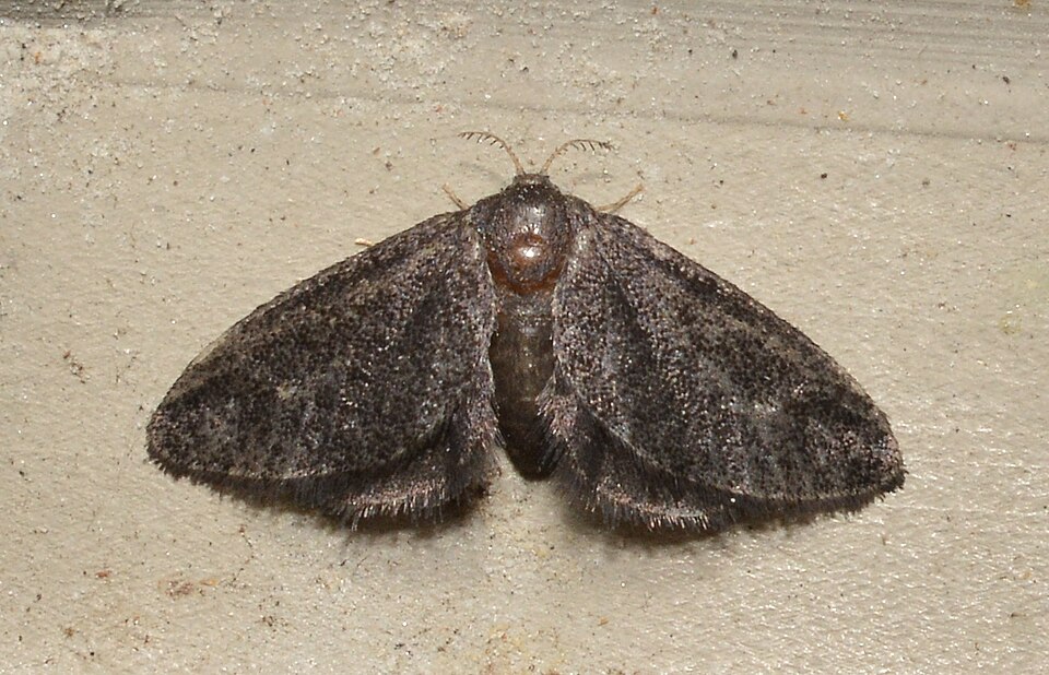 Photo of Planthopper parasite moth