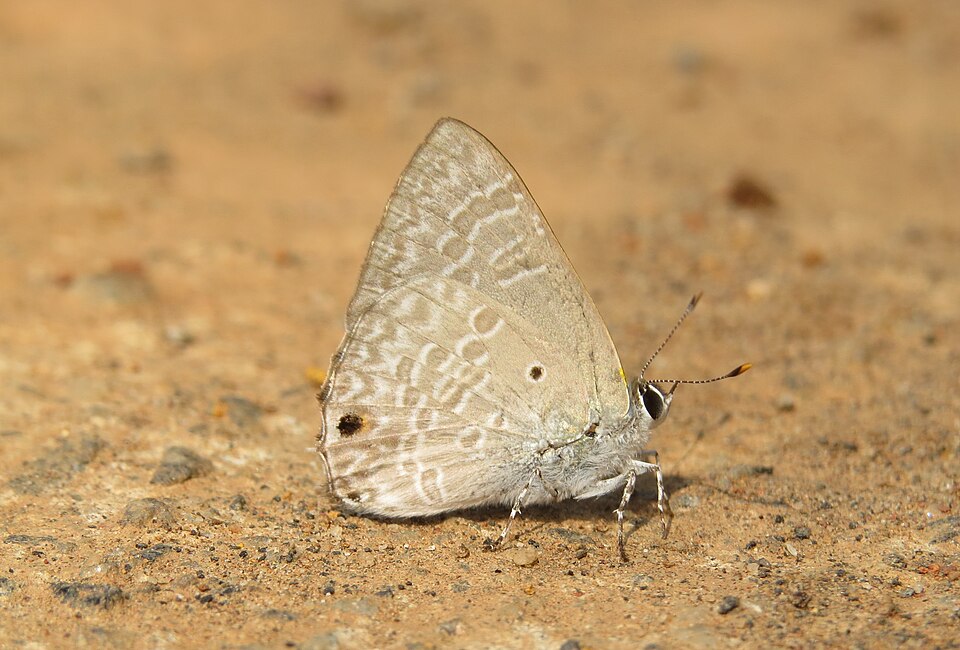 Photo of Pointed ciliate blue
