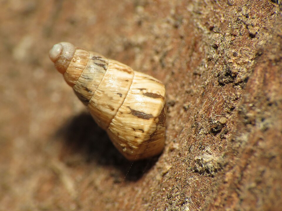 Photo of Pointed snail