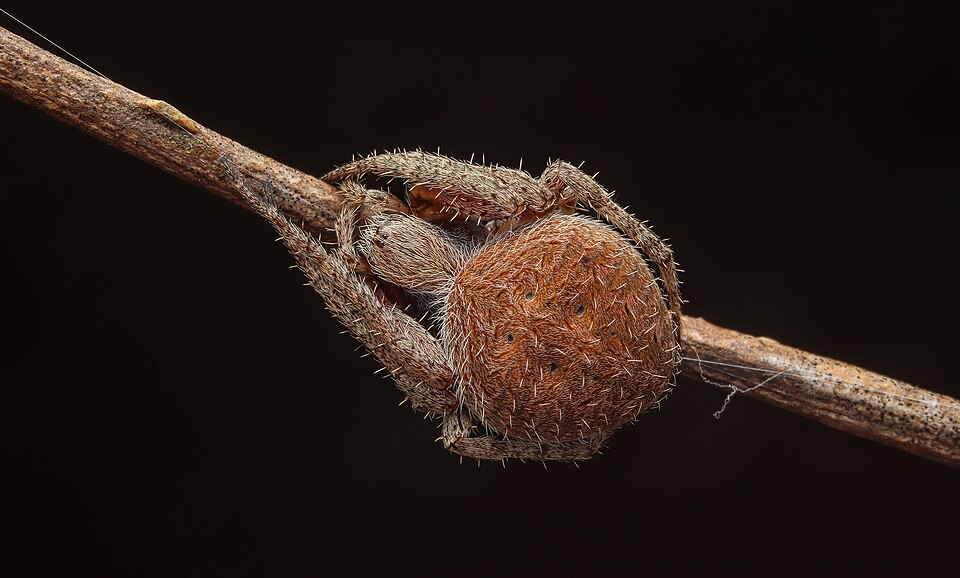 Photo of Pointillist neoscona