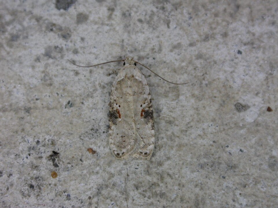 Photo of Poison hemlock moth