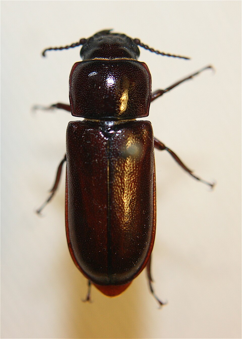 Photo of Pole borer