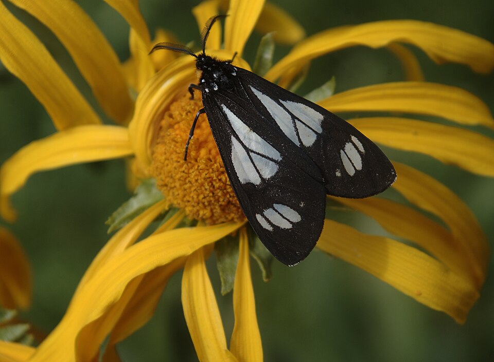 Photo of Police car moth