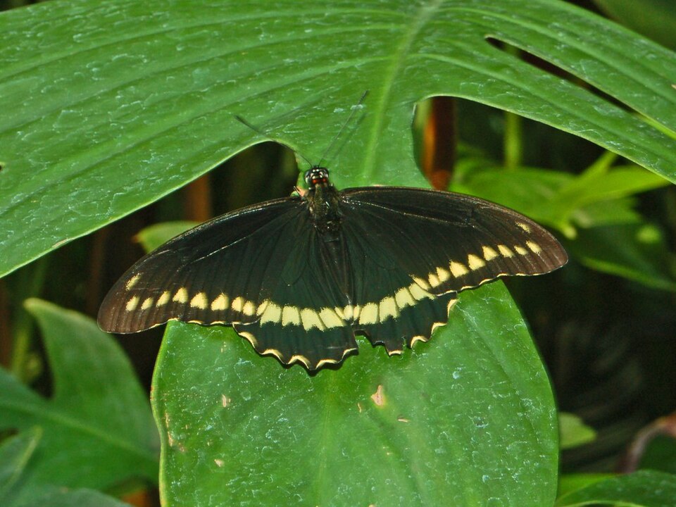 Photo of Polydamas swallowtail