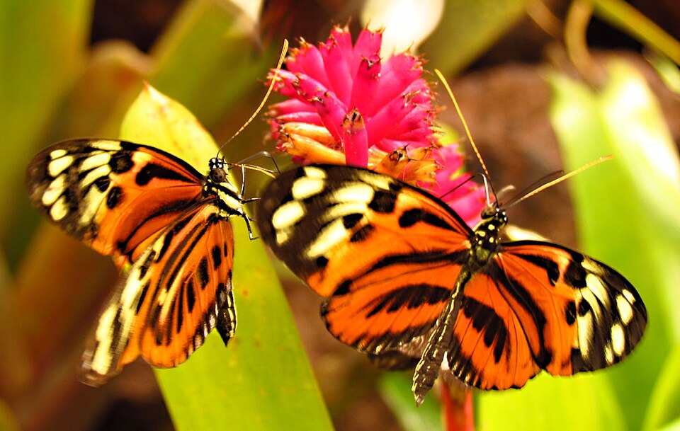 Photo of Polymnia tigerwing