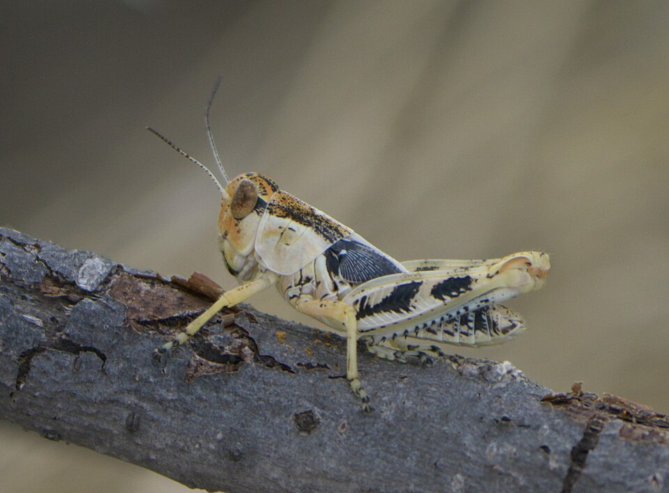Photo of Ponderous spur-throat grasshopper