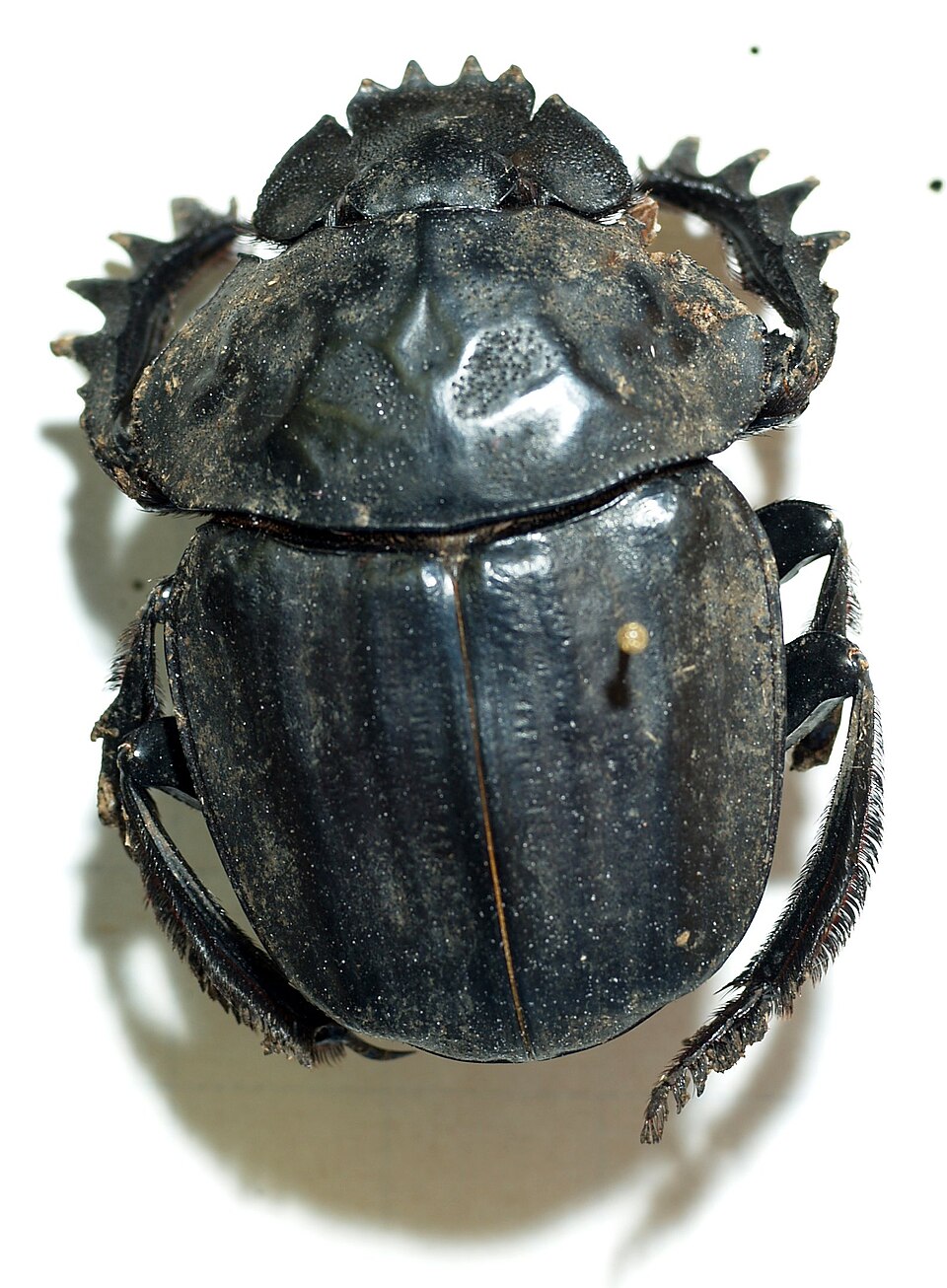 Photo of Popeye dung beetle