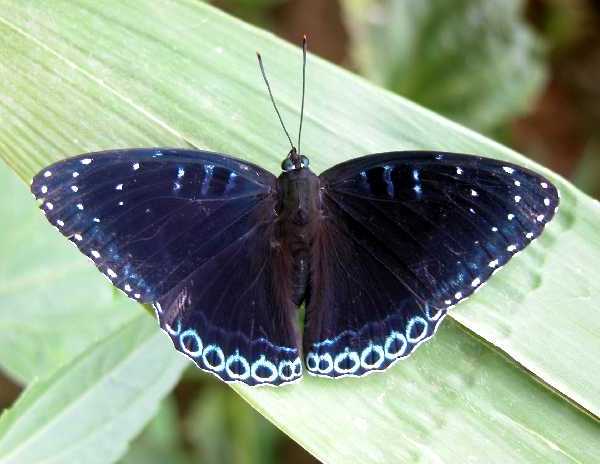 Photo of Popinjay