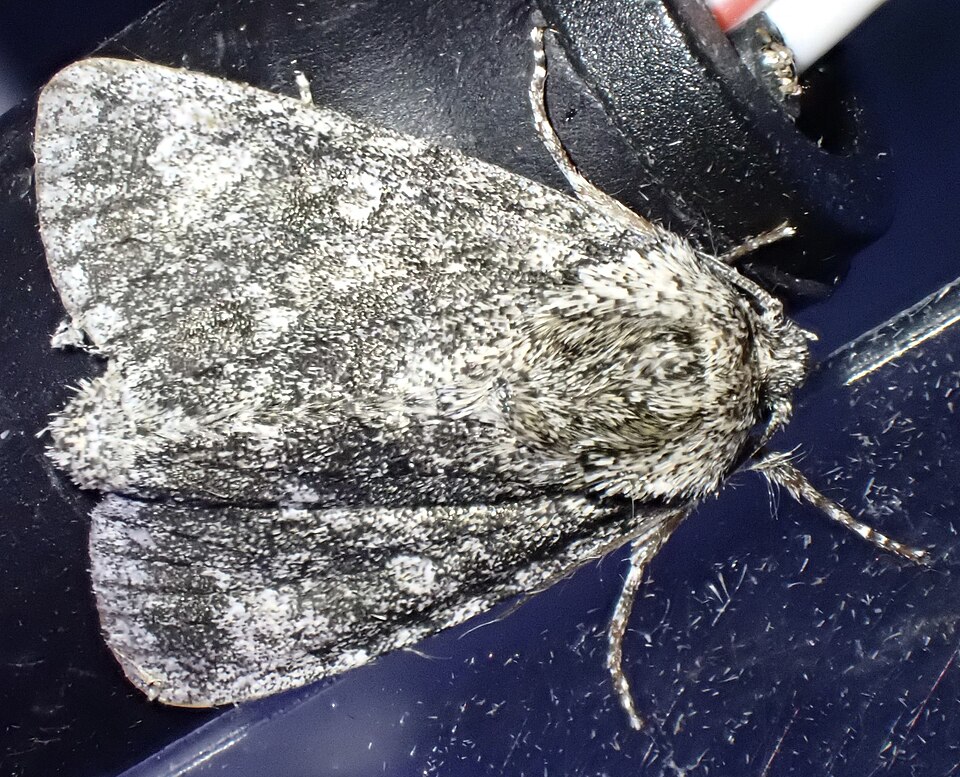 Photo of Poplar grey