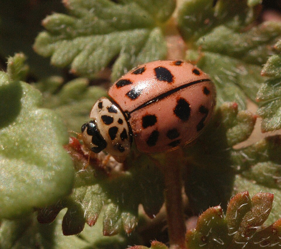 Photo of Poplar ladybird beetle