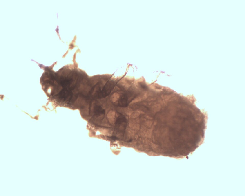 Photo of Poplar spiral gall aphid