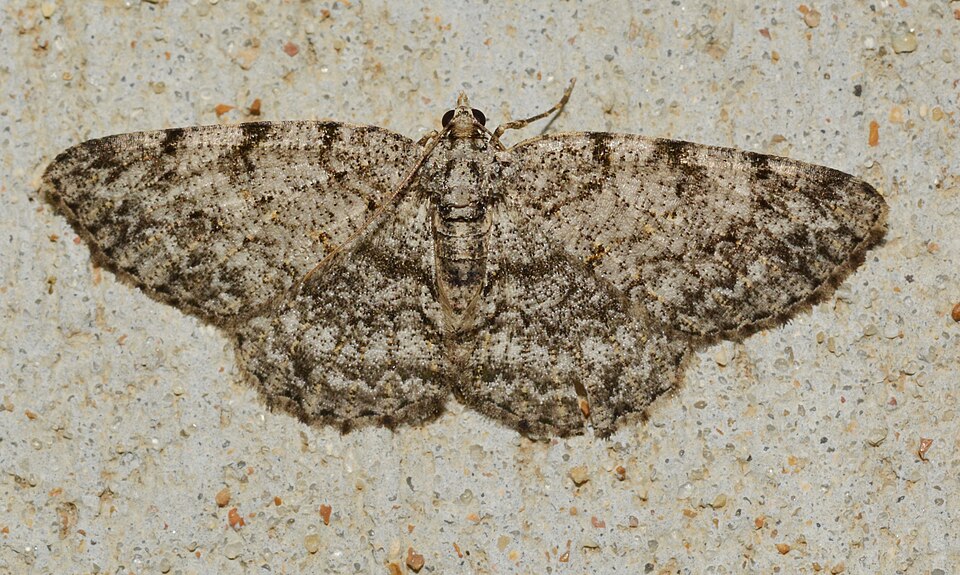 Photo of Porcelain gray
