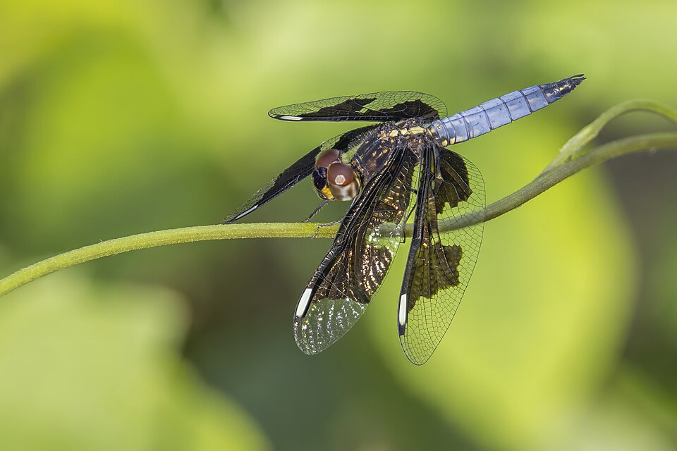 Photo of Portia widow