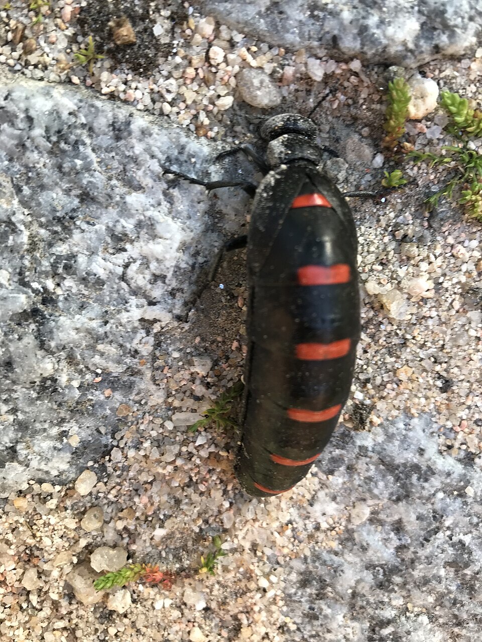 Photo of Portuguese red-striped oil beetle