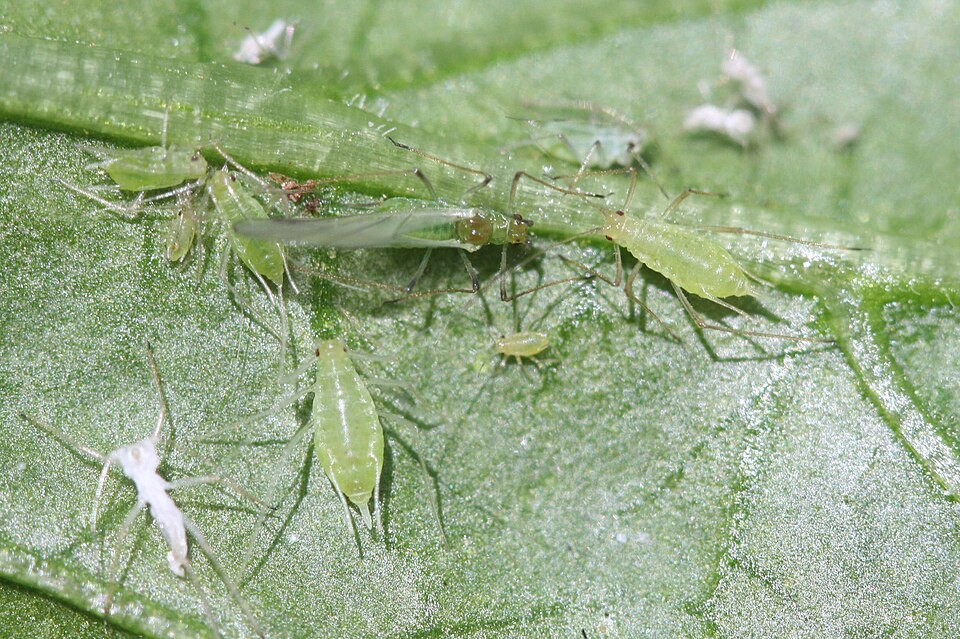 Photo of Potato aphid