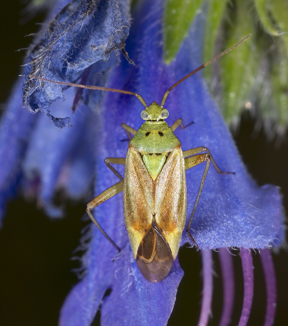 Photo of Potato mirid