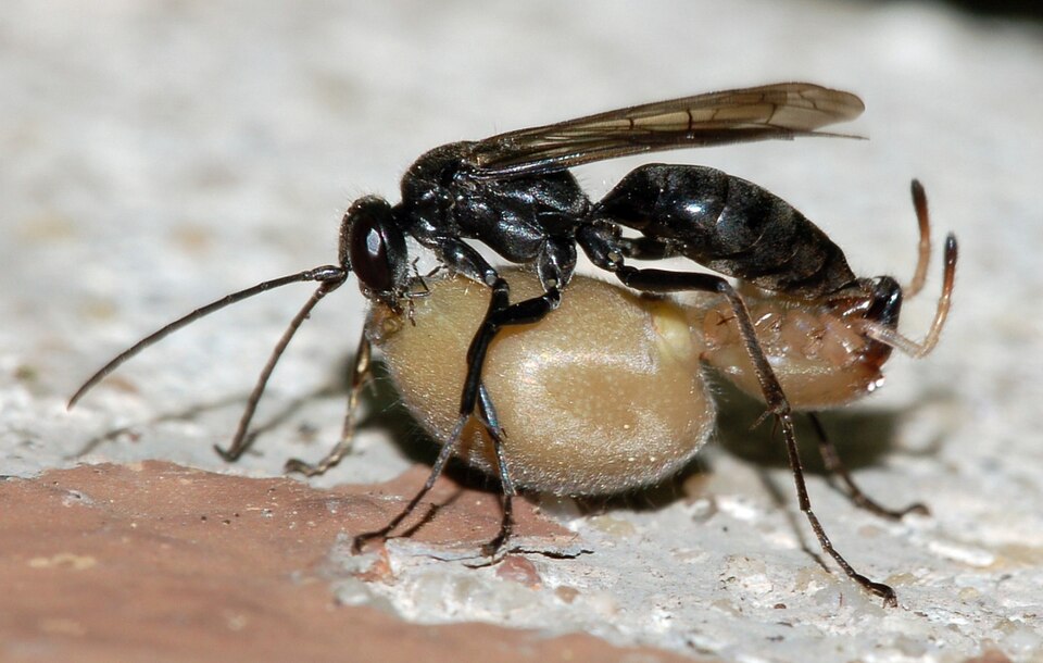 Photo of Potter spider wasp