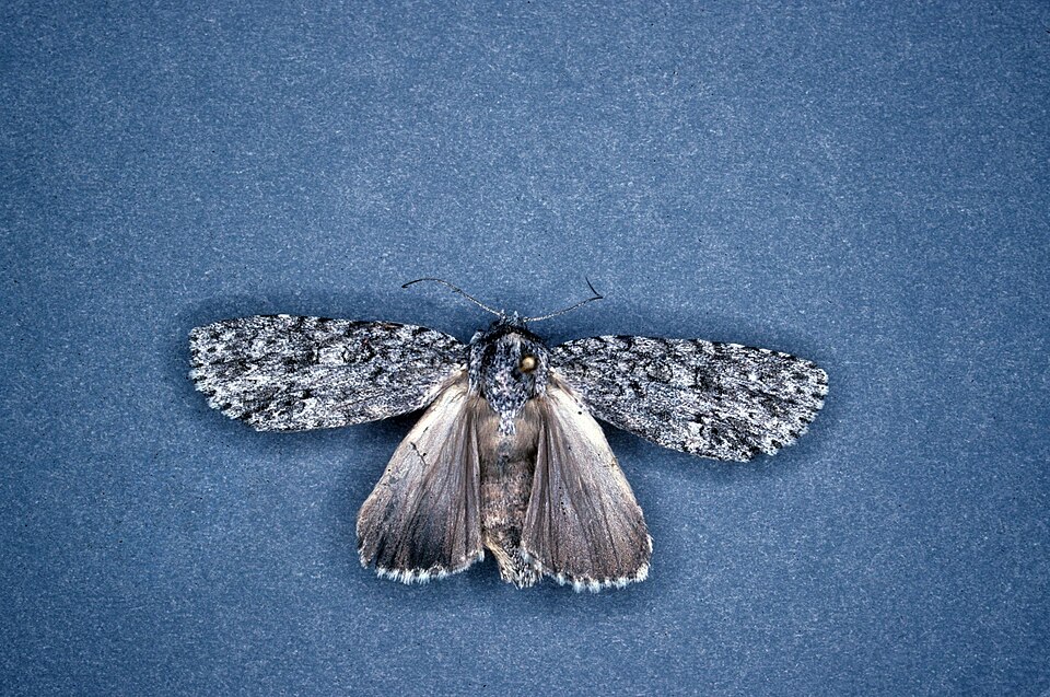 Photo of Powdered dagger