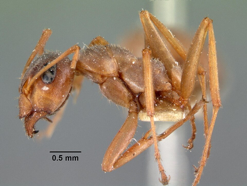 Photo of Prairie mound ant