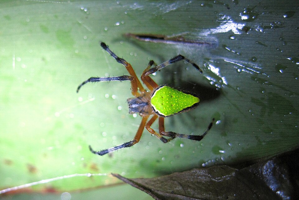 Photo of Pretty orbweaver