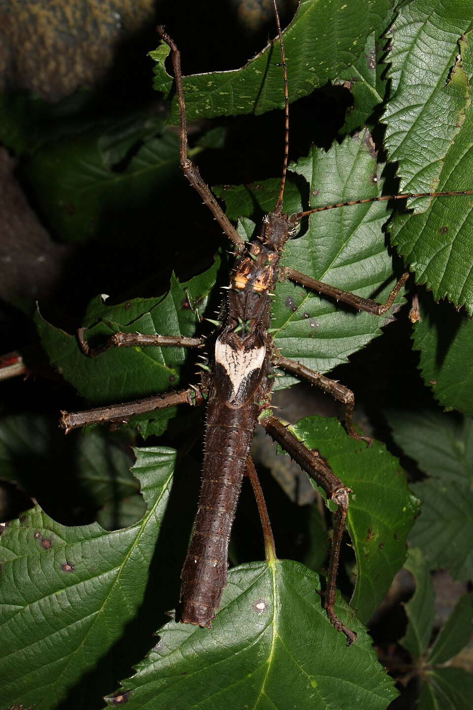 Photo of Prickly haaniella