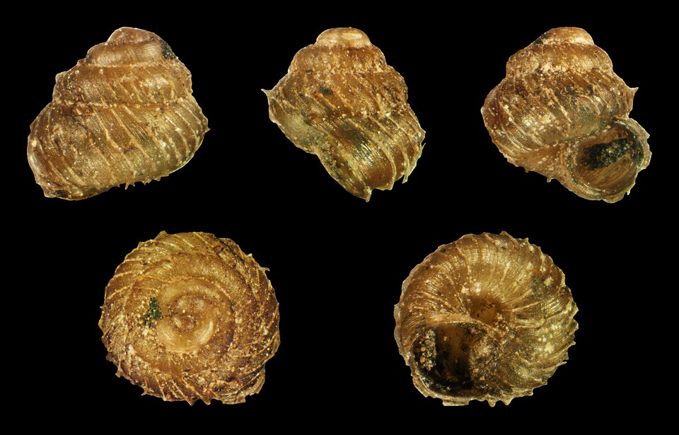 Photo of Prickly snail