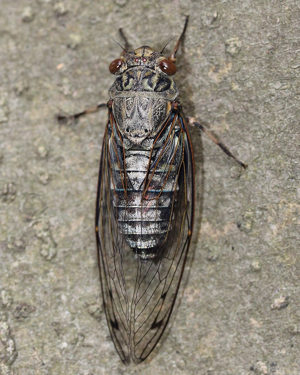 Photo of Priest cicada