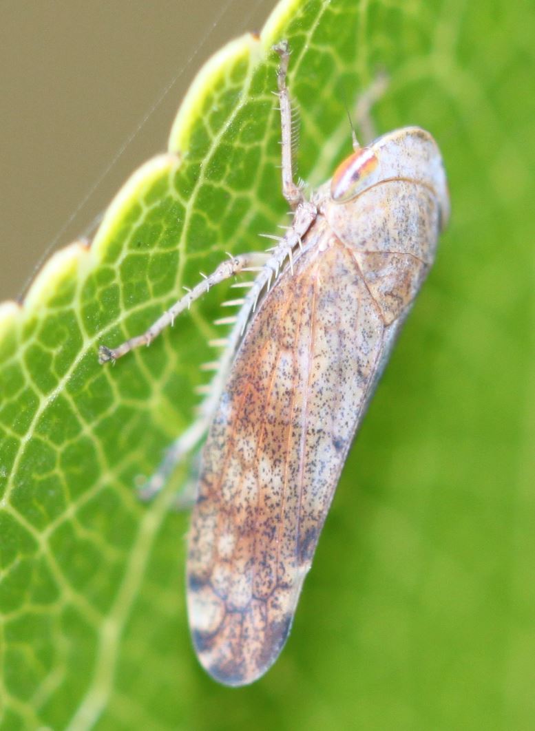 Photo of Privet leafhopper
