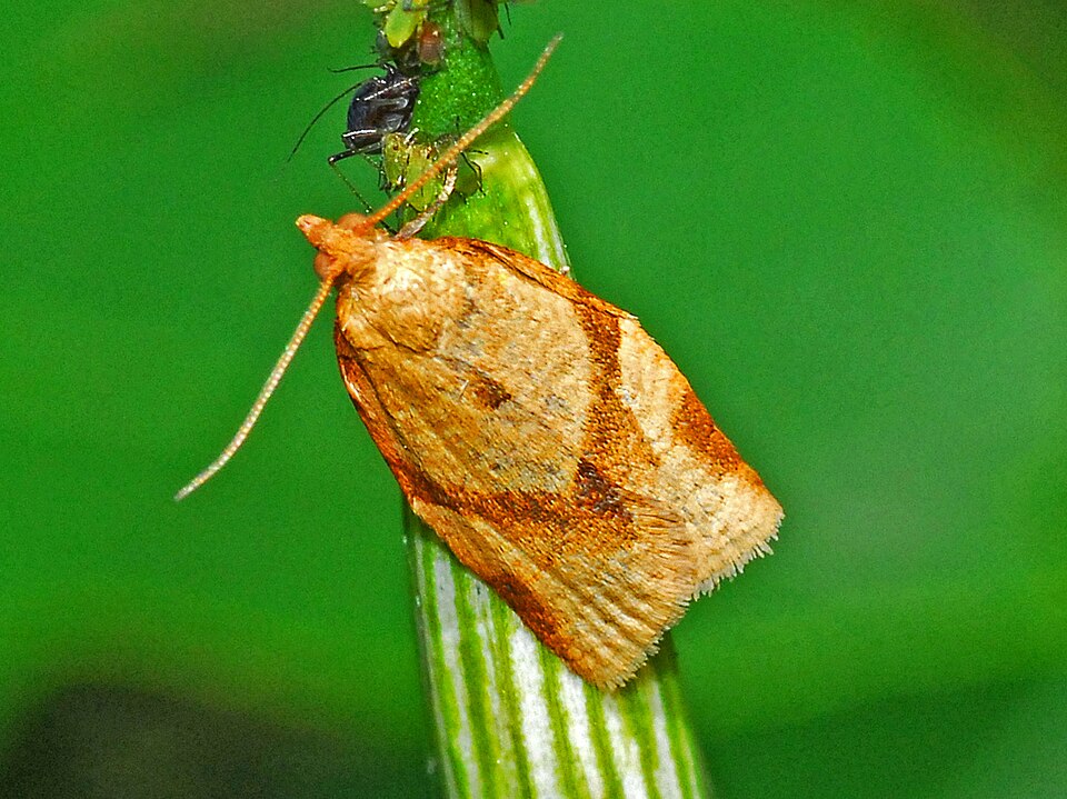 Photo of Privet tortrix
