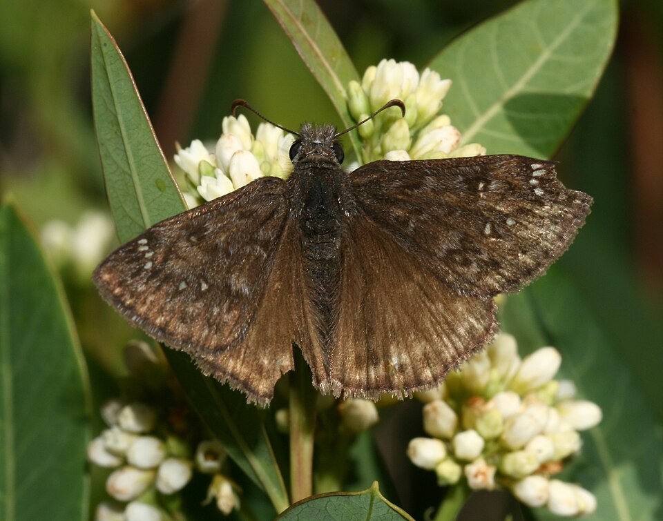 Photo of Propertius duskywing