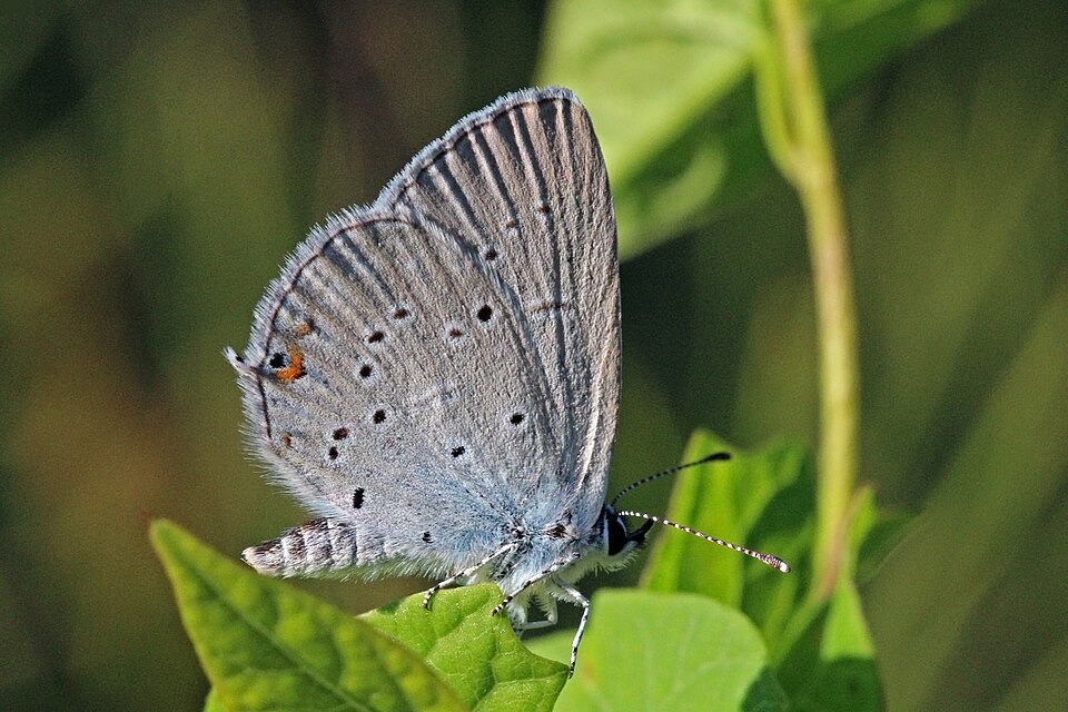 Photo of Provençal short-tailed blue