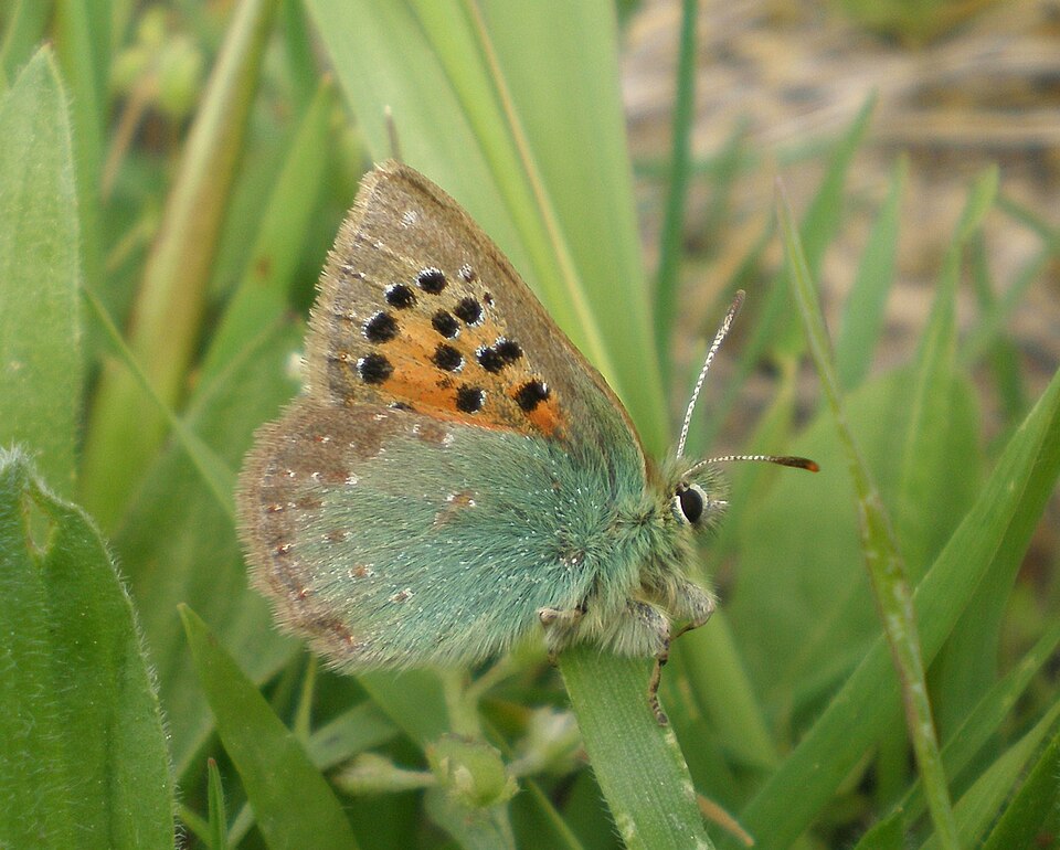 Photo of Provence hairstreak