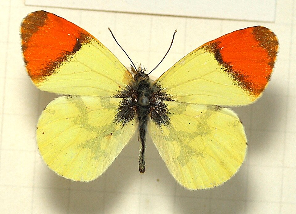 Photo of Provence orange tip