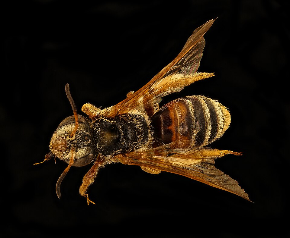 Photo of Prunus miner bee
