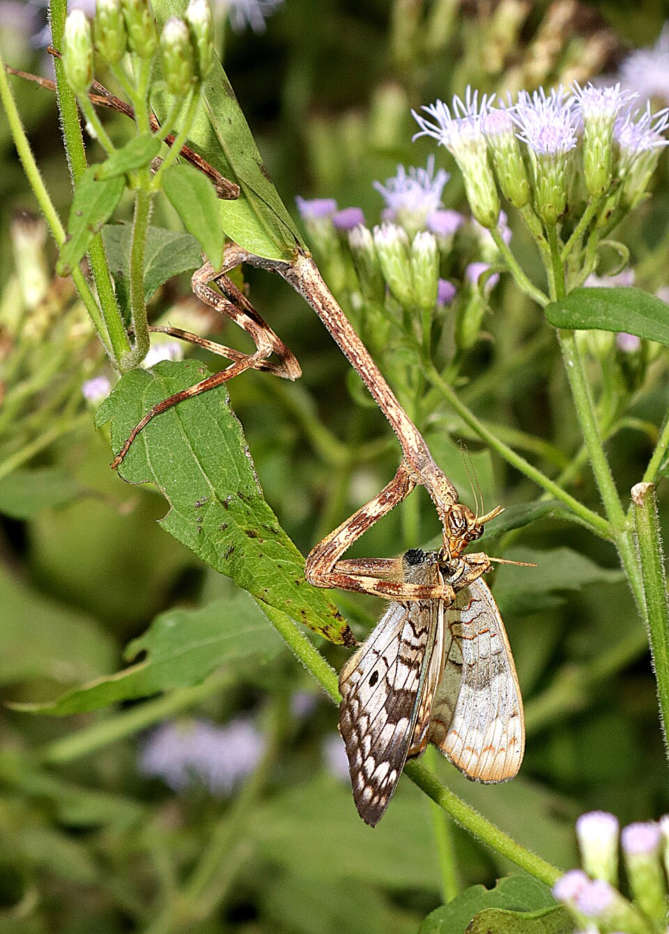Photo of Texas unicorn mantis