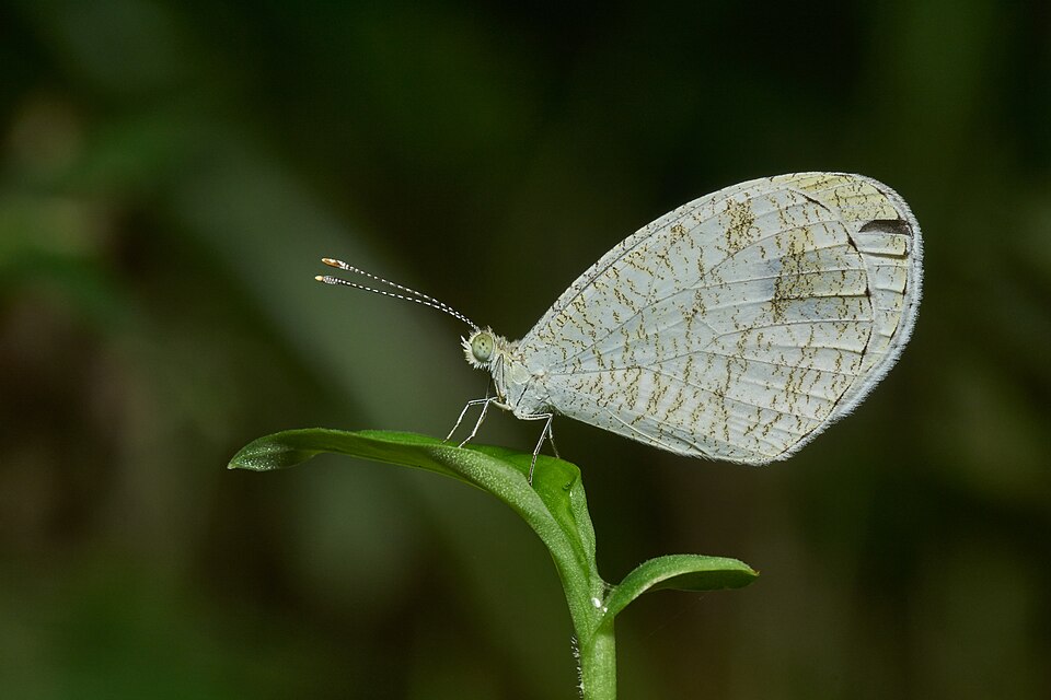Photo of Psyche