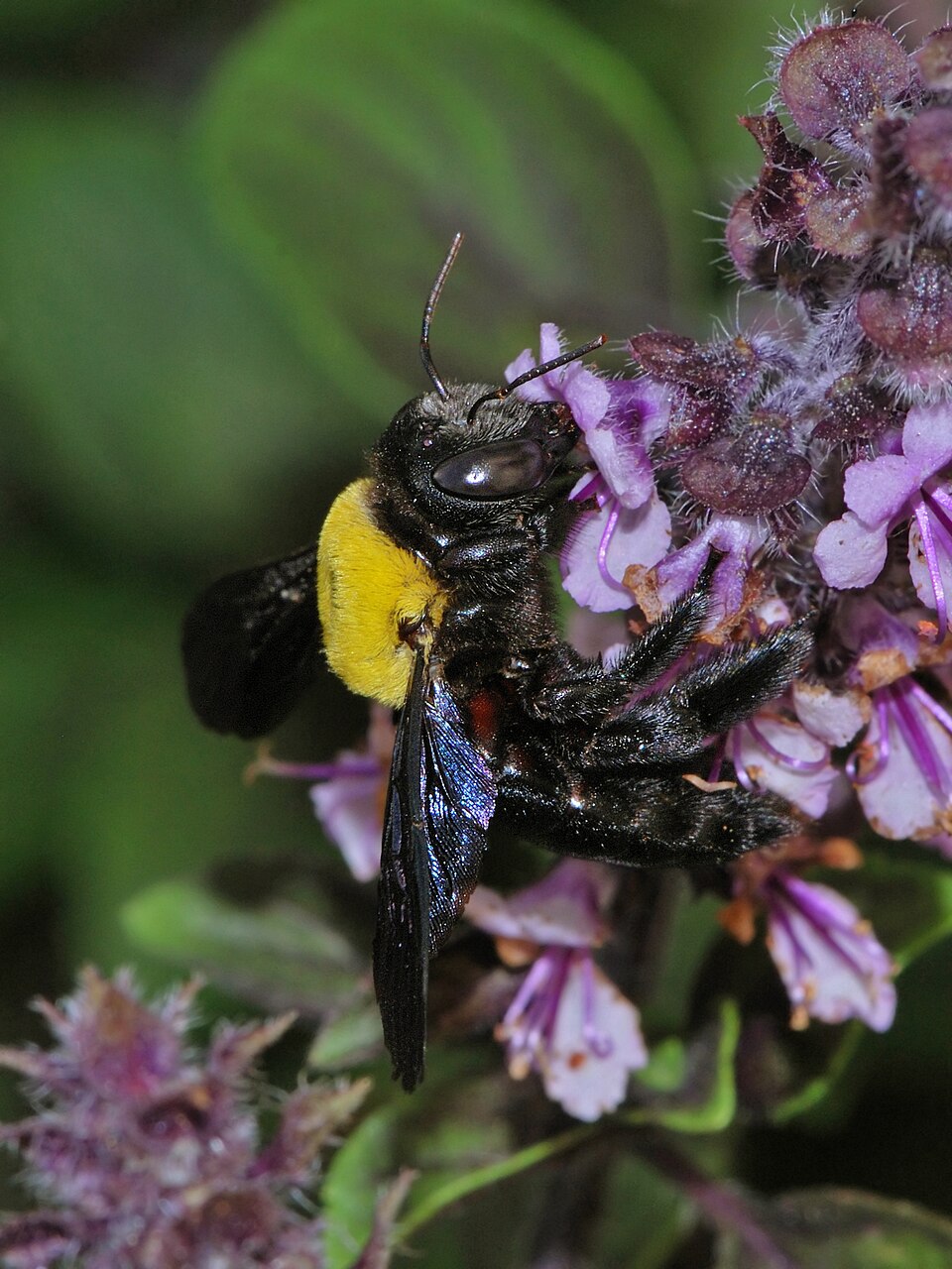 Photo of Pubescent carpenter bee