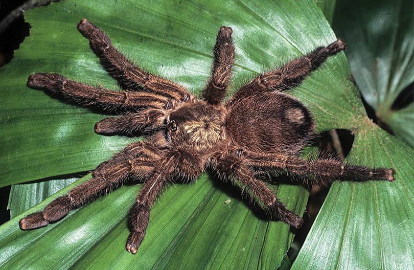 Photo of Puerto Rican pinktoe tarantula