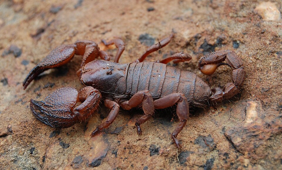 Photo of Pugnacious burrowing scorpion