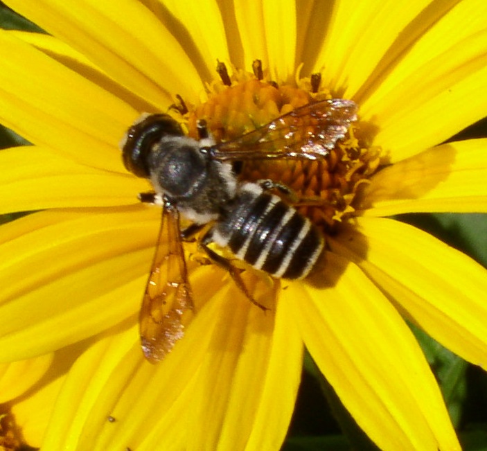 Photo of Pugnacious leafcutter bee