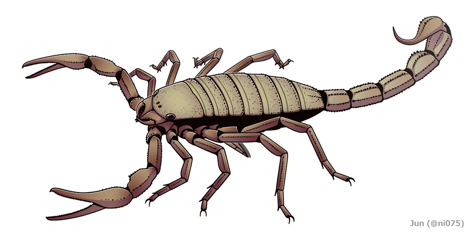 Photo of Pulmonoscorpius