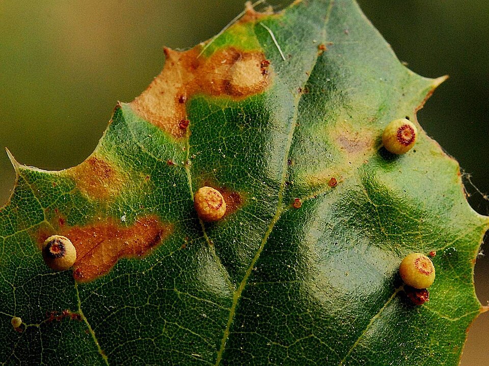 Photo of Pumpkin gall wasp