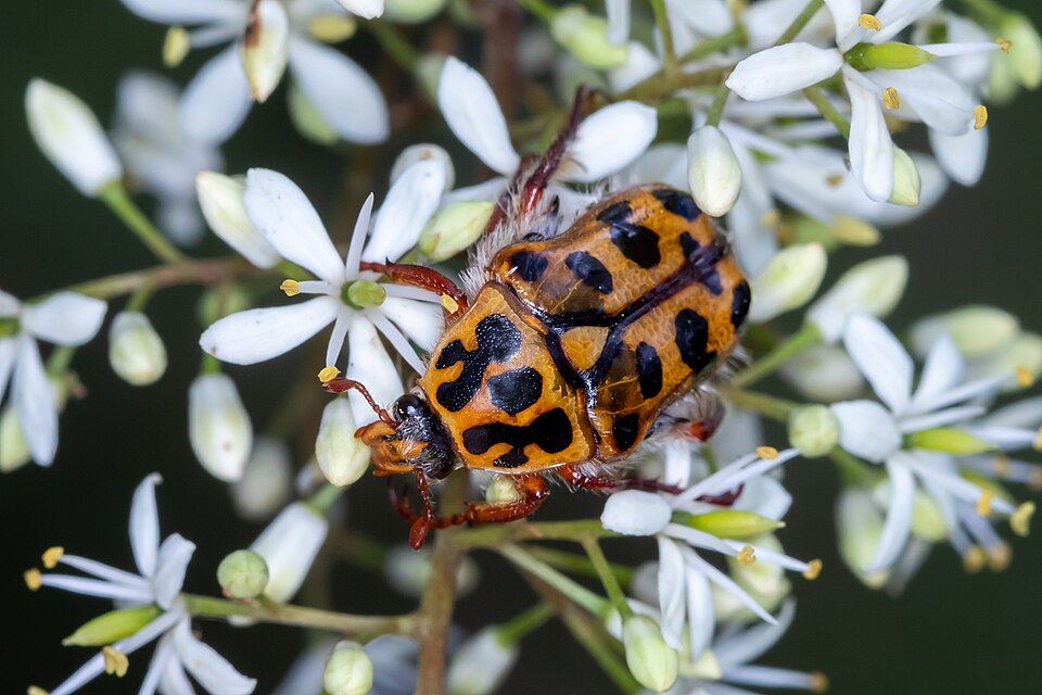Photo of Punctate flower chafer