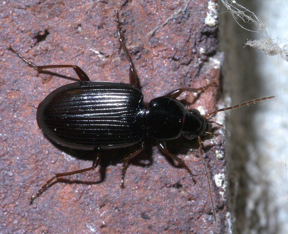 Photo of Punctiform harp ground beetle