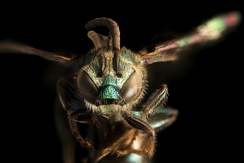 Photo of Pure green sweat bee