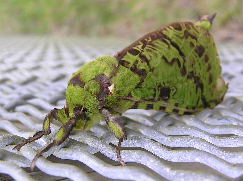Photo of Puriri moth