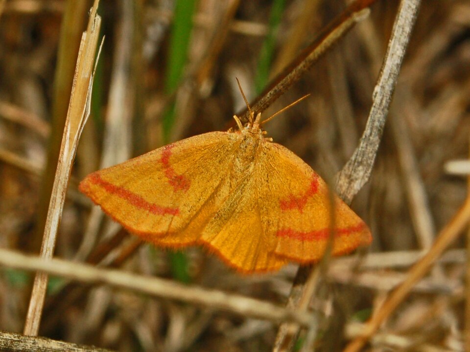 Photo of Purple-barred yellow